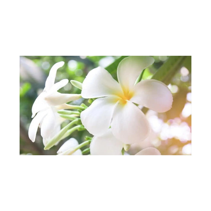 2 Parfum spa Monoï