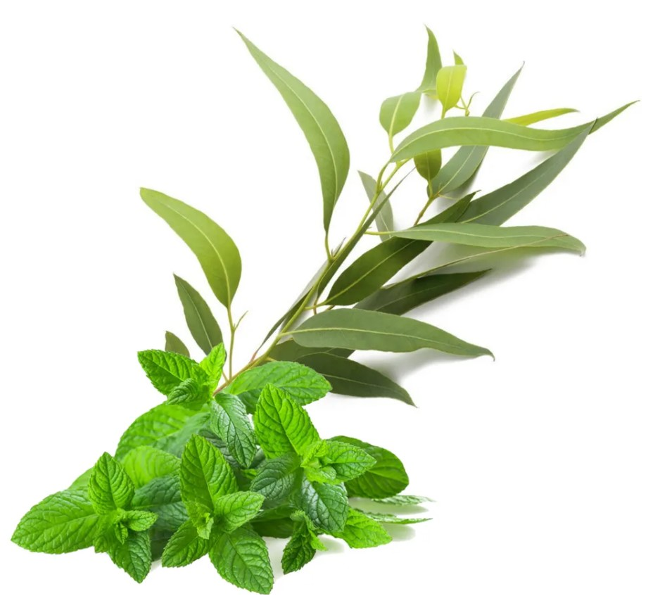 Velours de spa Eucalyptus Menthe