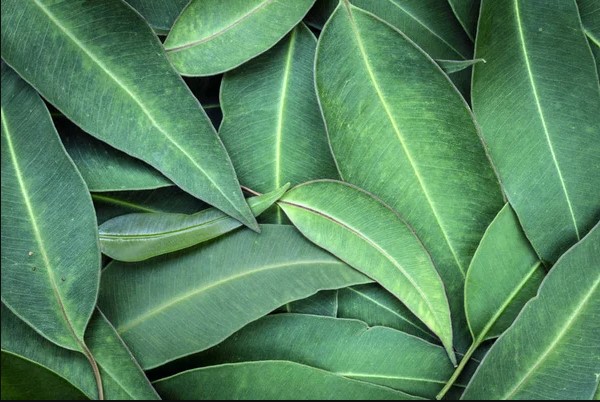 Velours de spa Eucalyptus