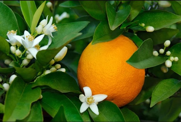 Velours de spa Fleur d'oranger