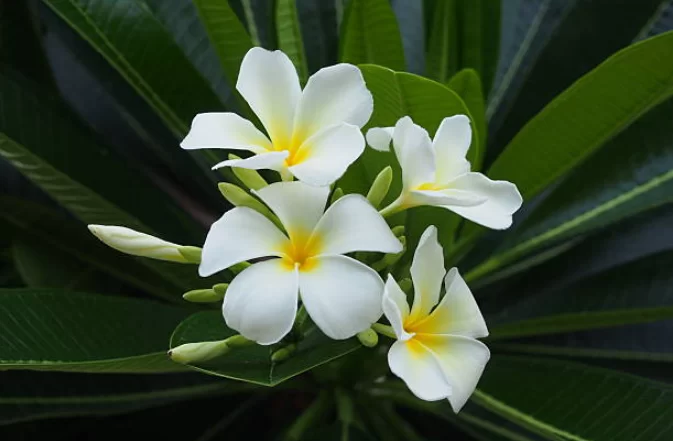 Velours de spa Monoï